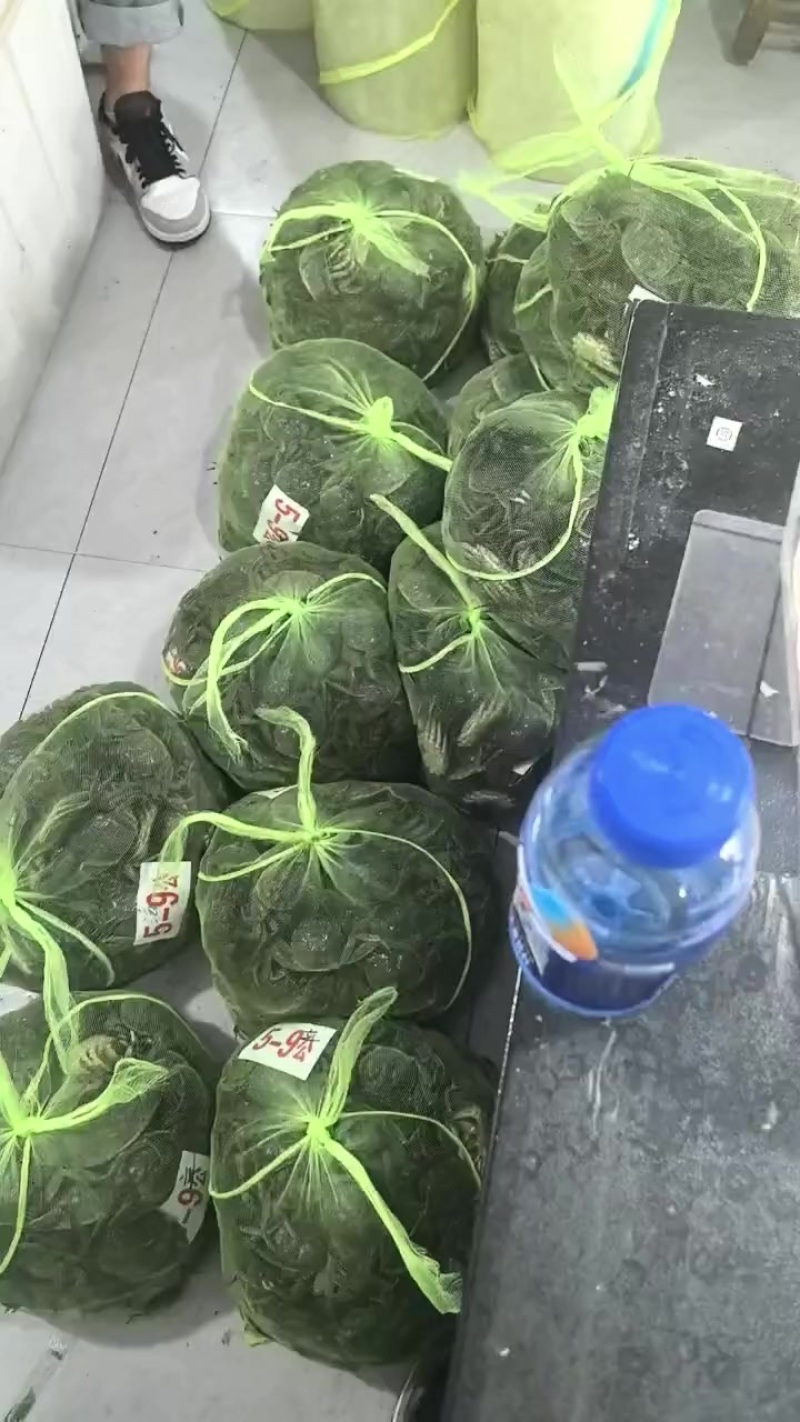兴化六月黄鲜活直供