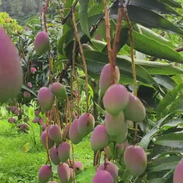 云南玉溪元江芒果