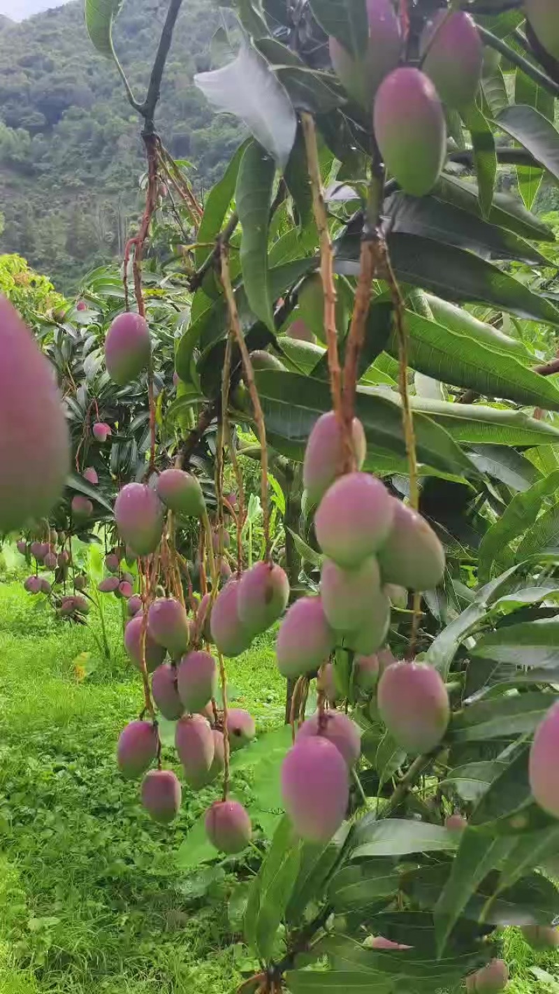 云南玉溪元江芒果