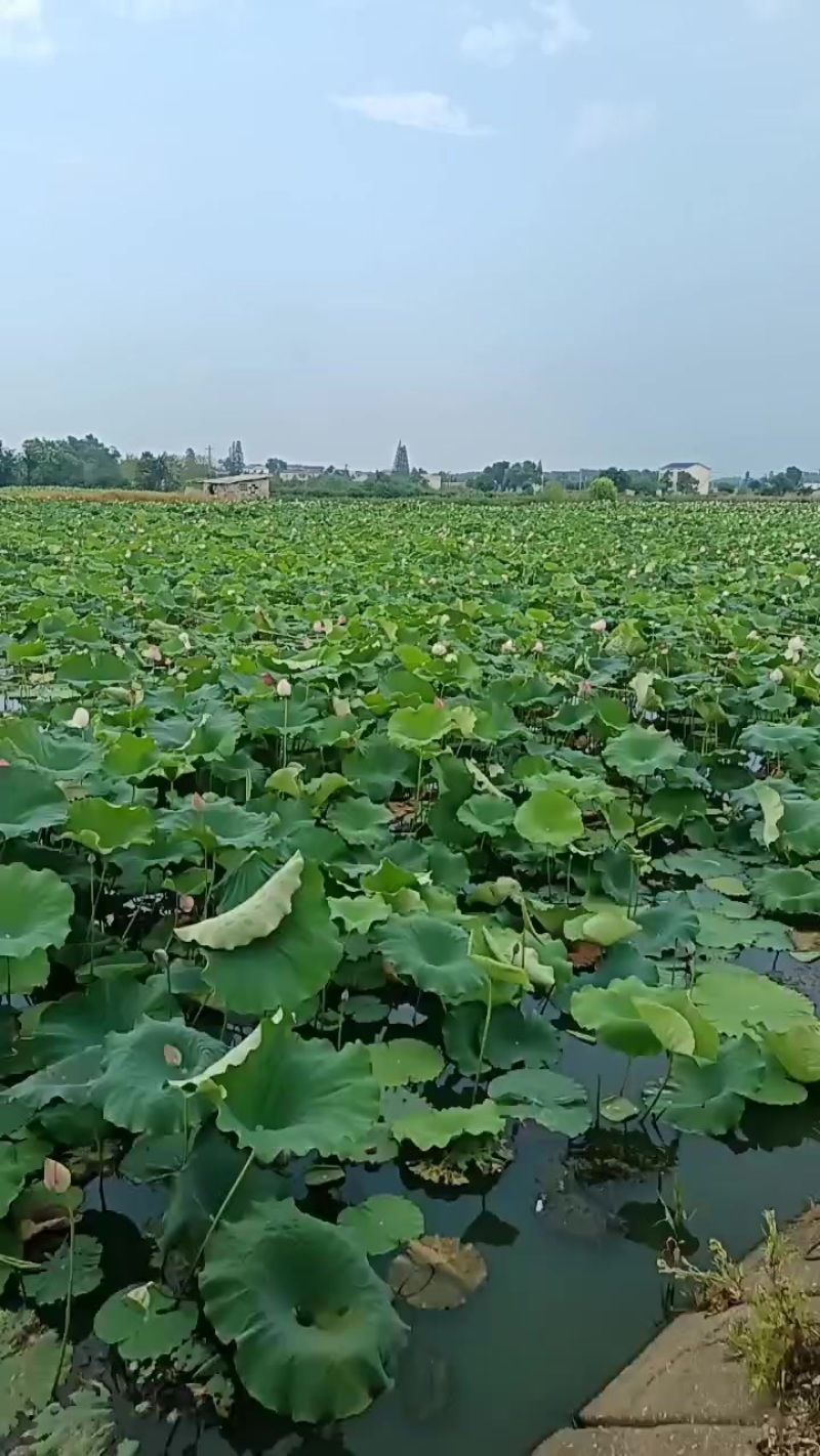 买的是莲蓬