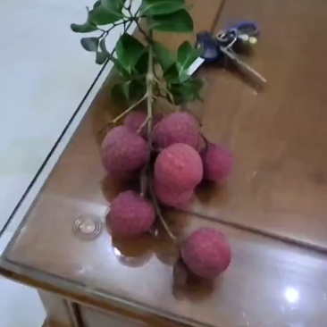 荔枝果