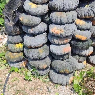 癞可丽南瓜