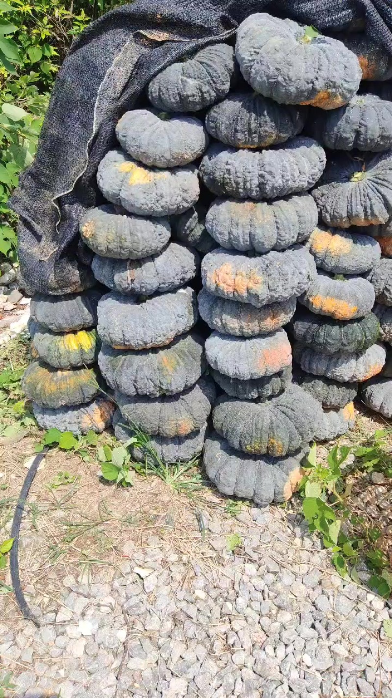 癞可丽南瓜