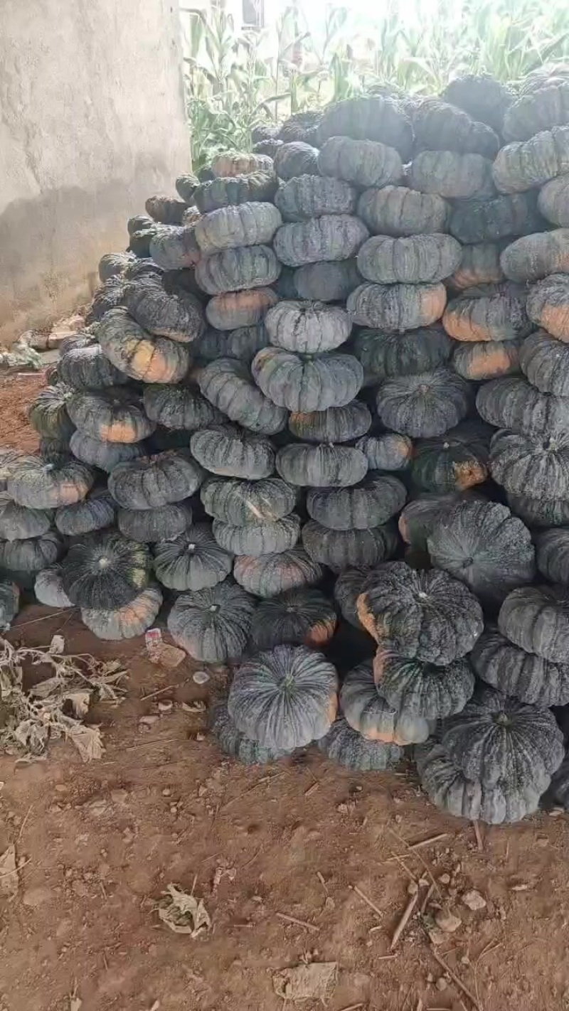 癞可丽南瓜