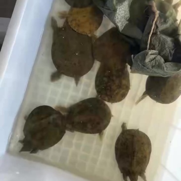沙鳖