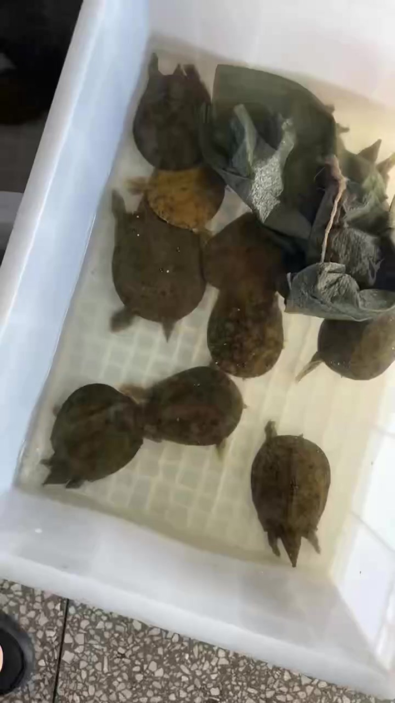 沙鳖