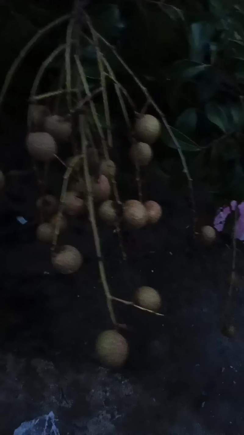 龙眼