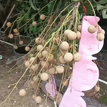 龙眼