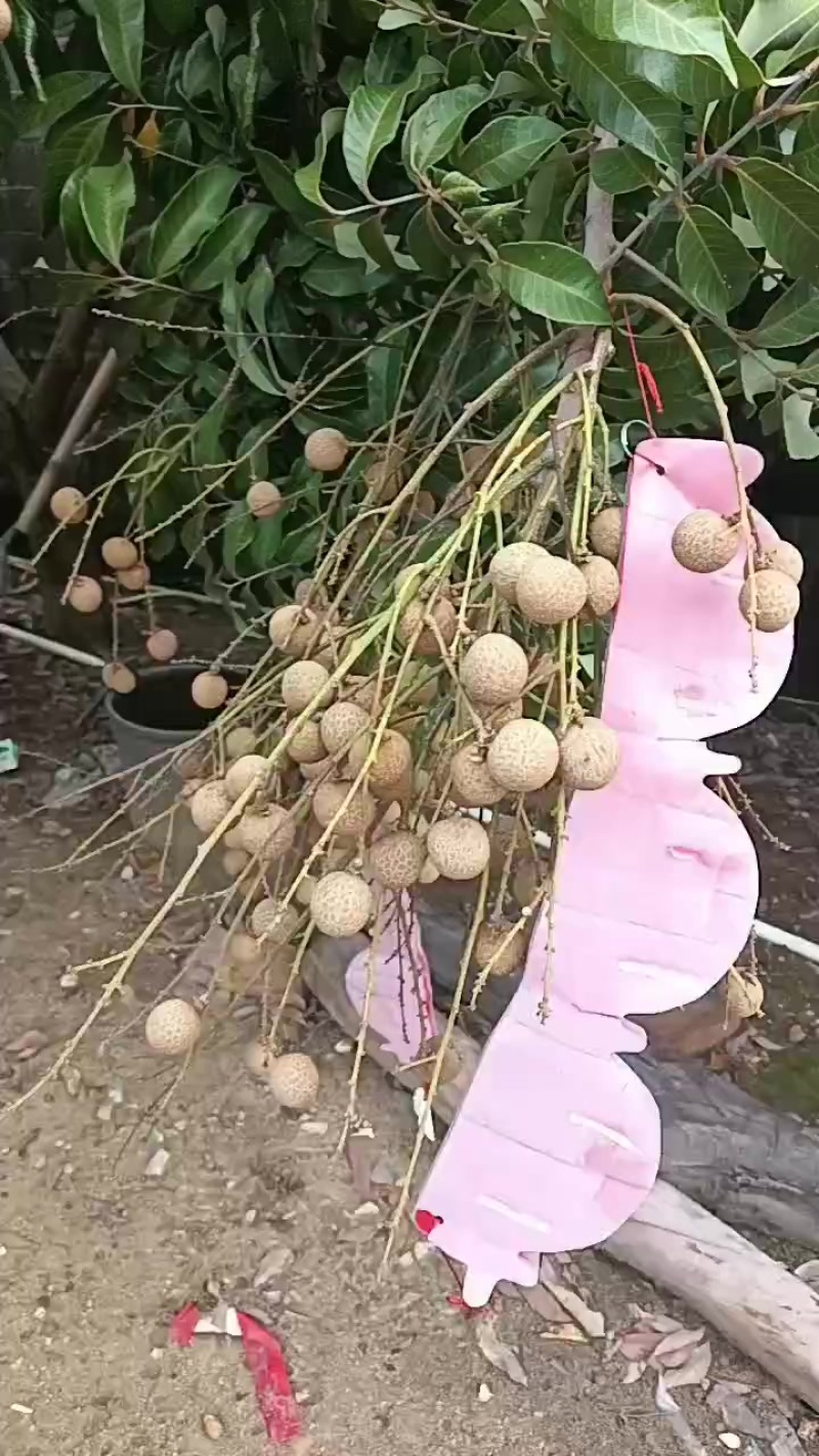 龙眼