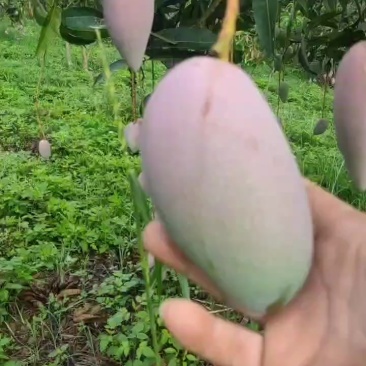 广西百色贵妃芒果