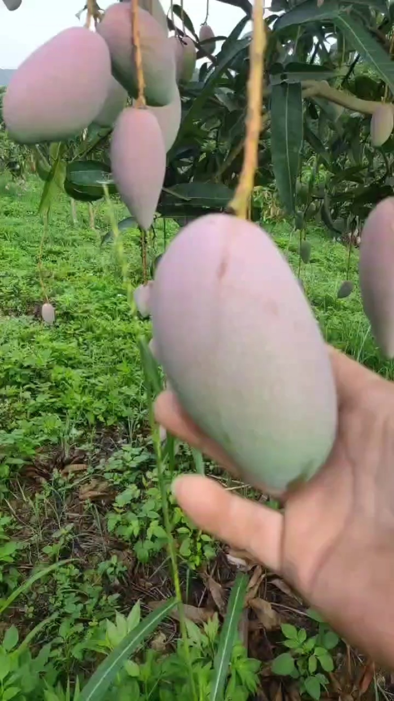 广西百色贵妃芒果