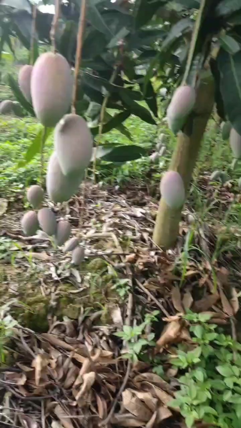 广西百色贵妃芒果