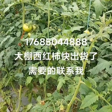 西红柿