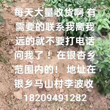 精品黑线