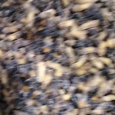 新鲜蜂蛹
