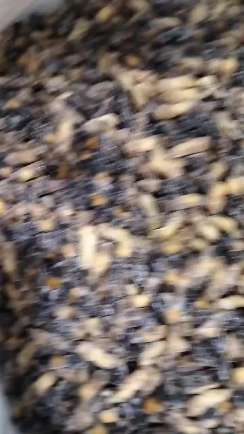 新鲜蜂蛹