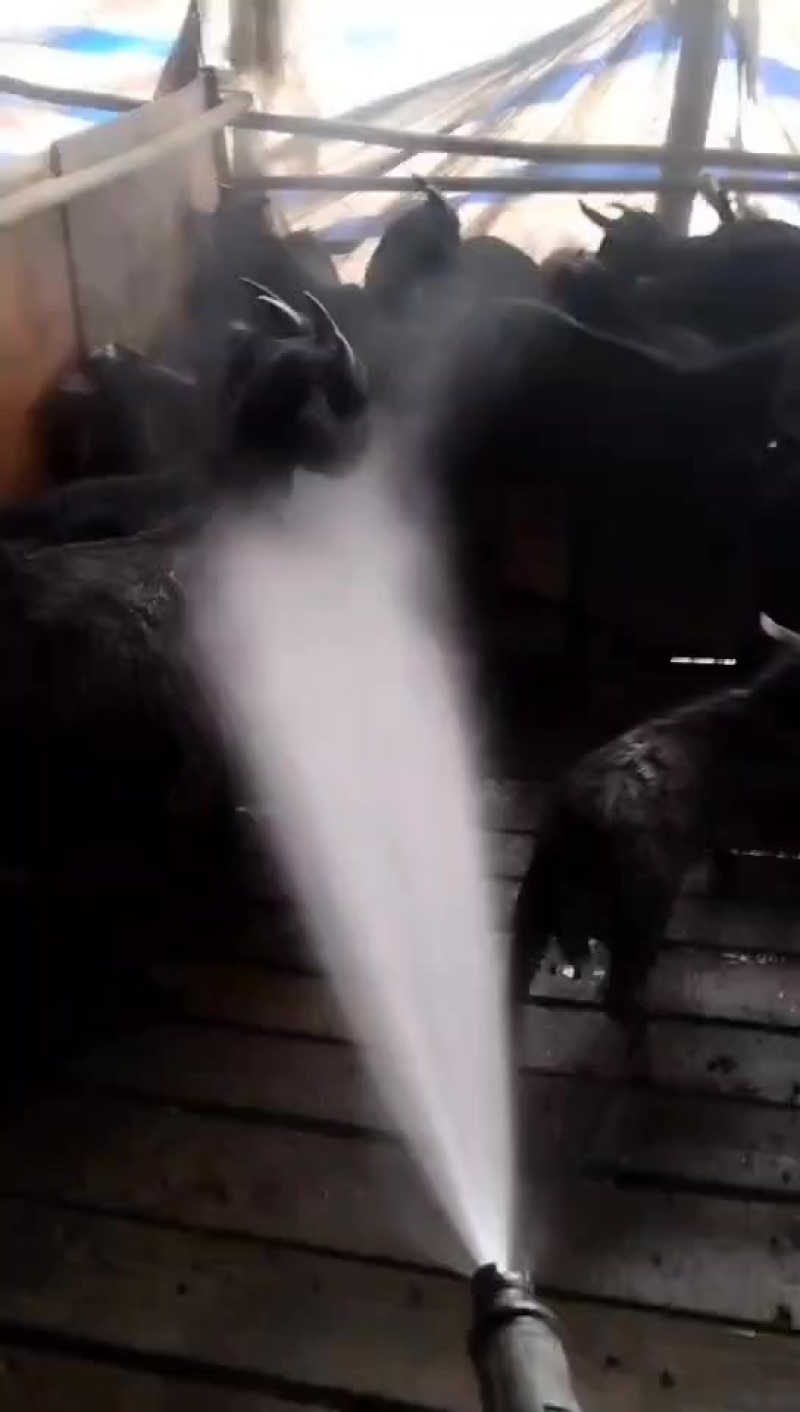 山羊