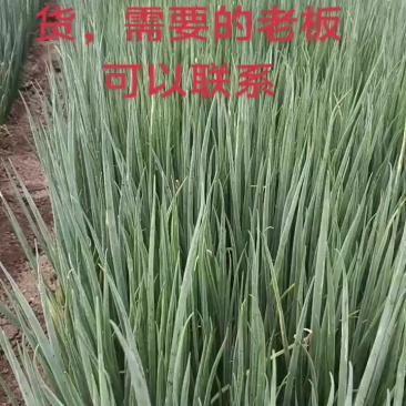 麦茬葱苗接受预订，品种齐全，合作社常年销售葱苗！