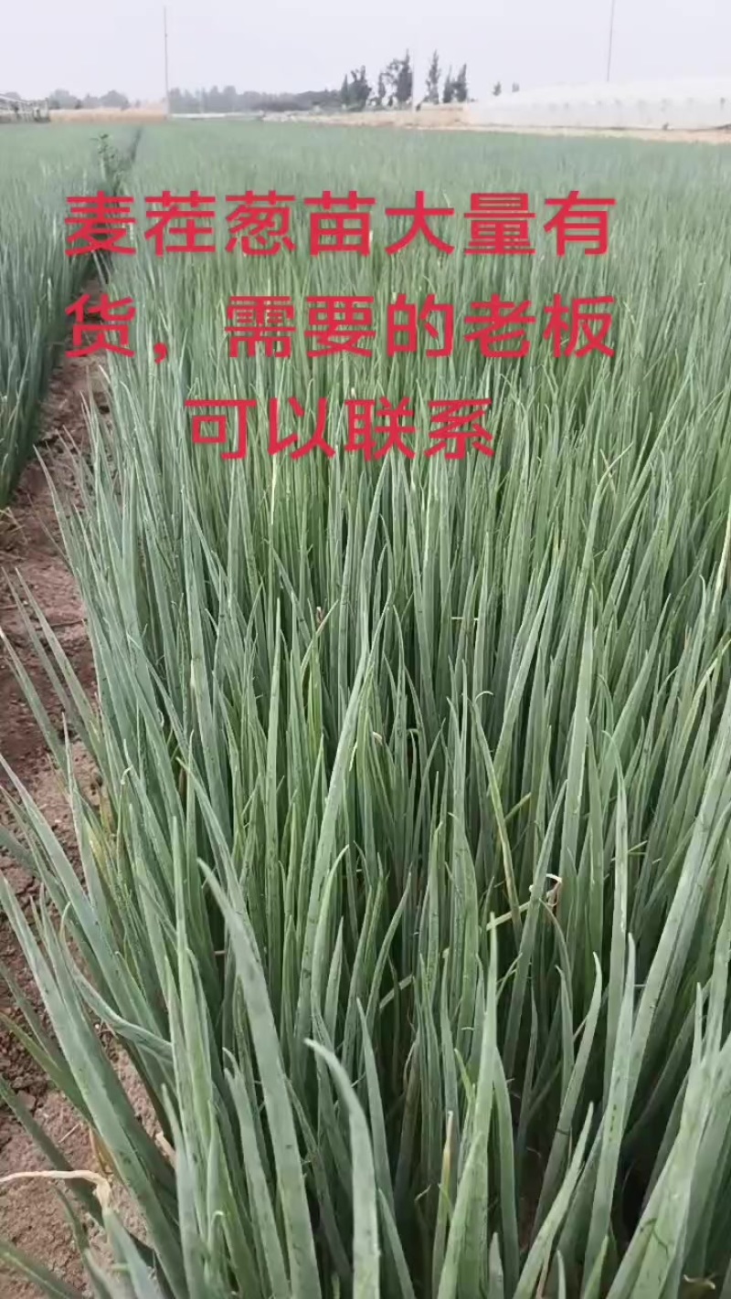 麦茬葱苗接受预订，品种齐全，合作社常年销售葱苗！