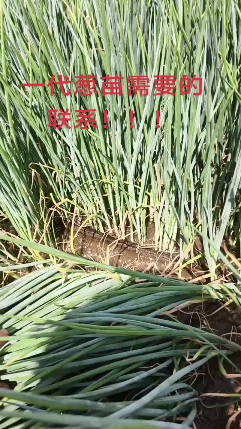 麦茬葱苗接受预订，品种齐全，合作社常年销售葱苗！