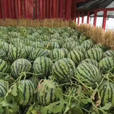 精品头茬无籽美都，二茬黑籽美都！***********
