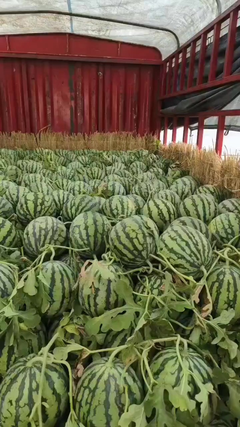 精品头茬无籽美都，二茬黑籽美都！***********