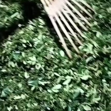 青花椒麻香味俱全