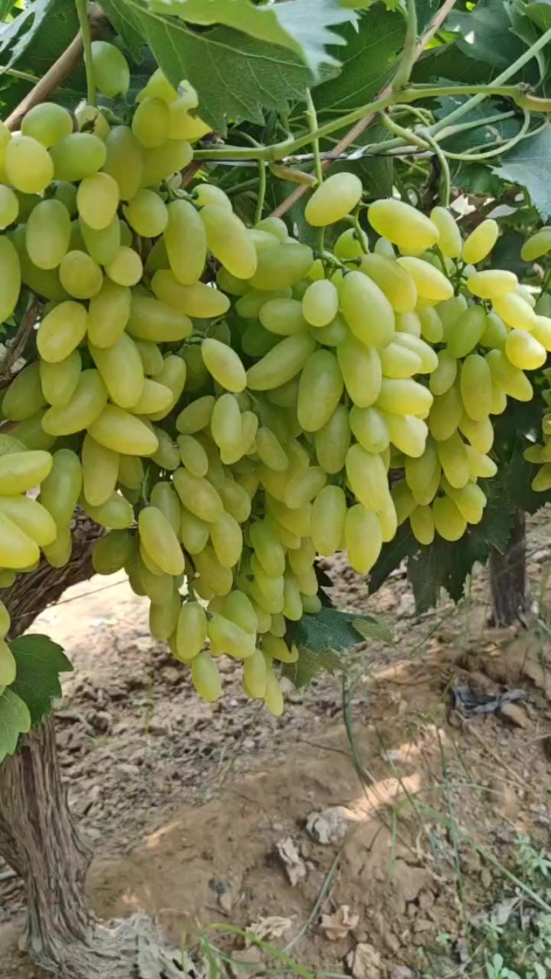 亲测二十个糖
