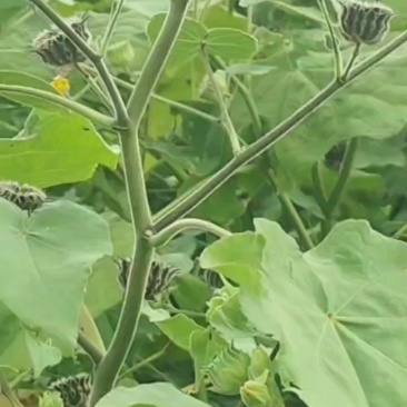 野生苘麻子