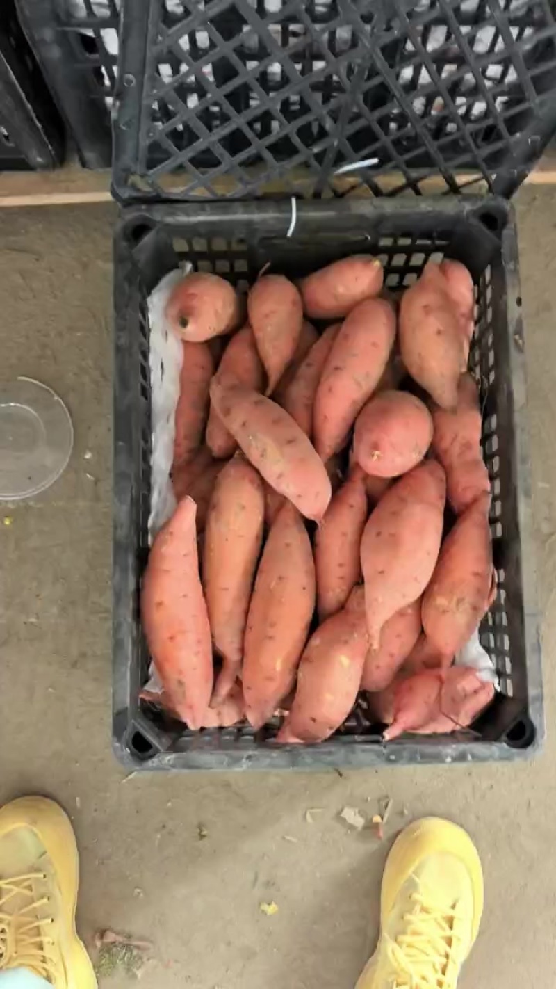 精品地瓜，龙九，口感软糯香甜，质地好，有卖相