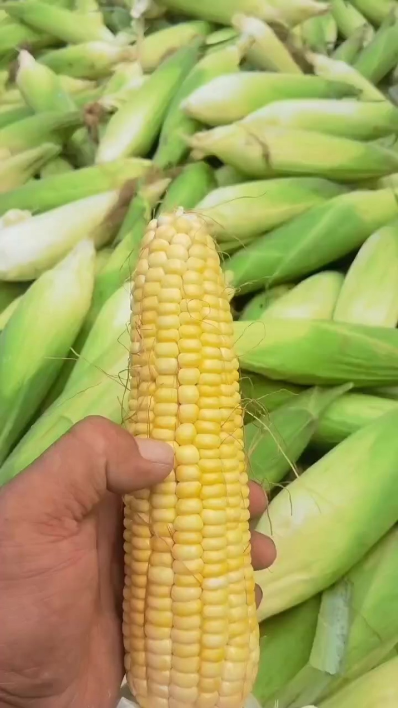 水果玉米有货，需要电商，批发商和我联系，价格便宜