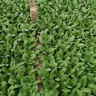 山西大同精品油菜