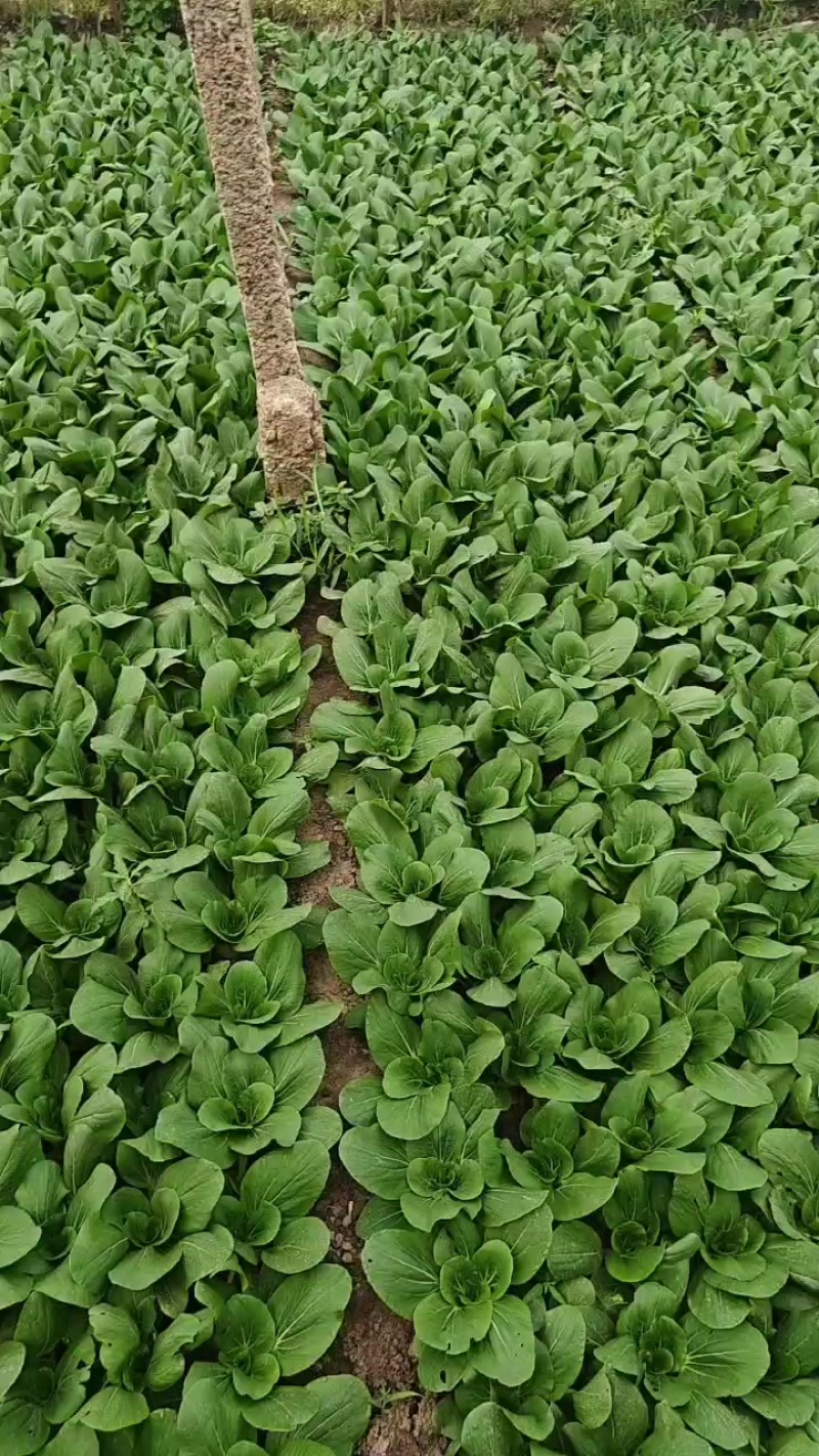 山西大同精品油菜