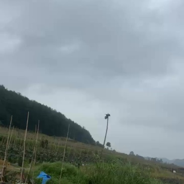 烧烤茄