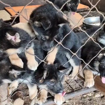 牧羊犬