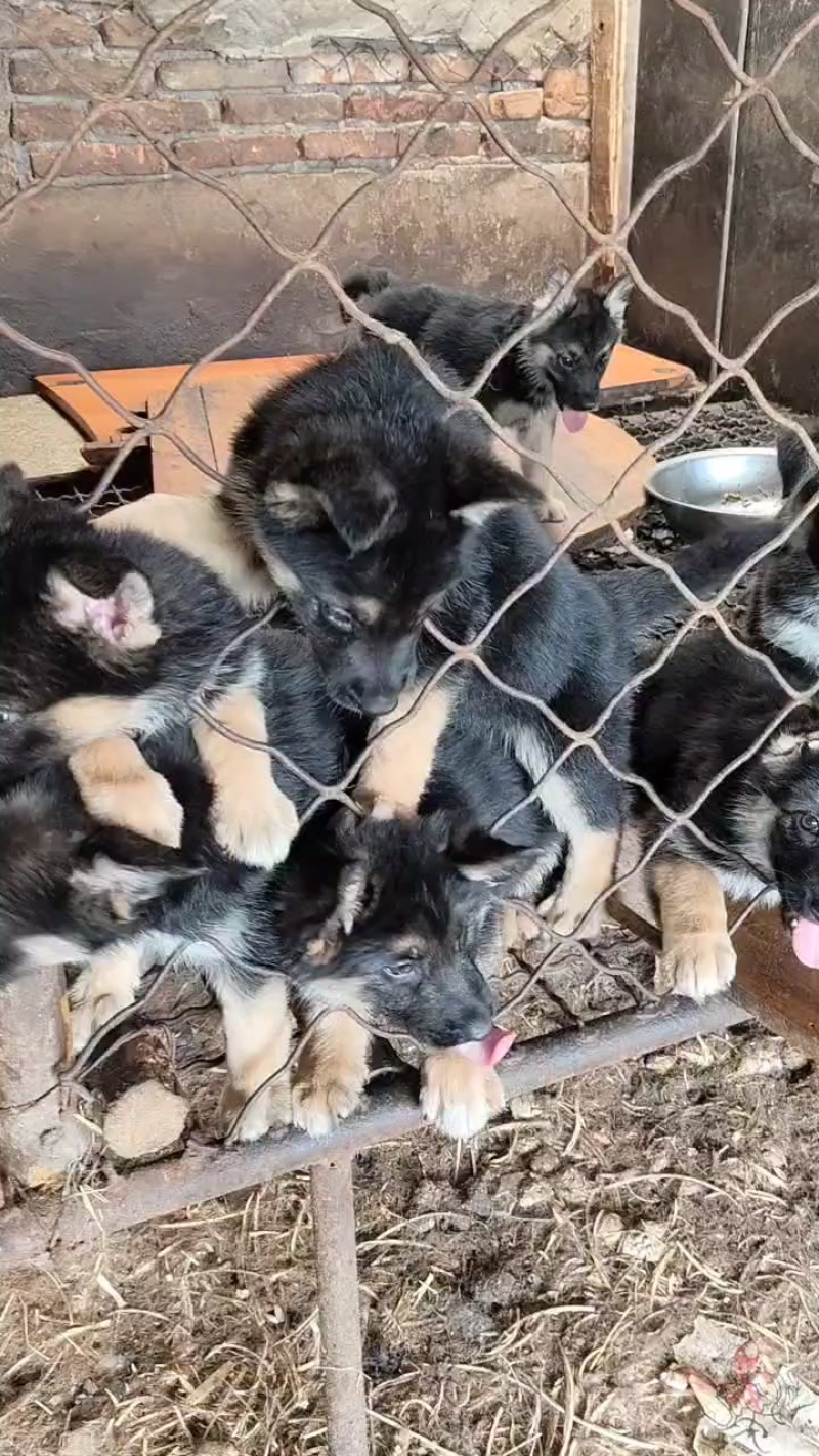 牧羊犬