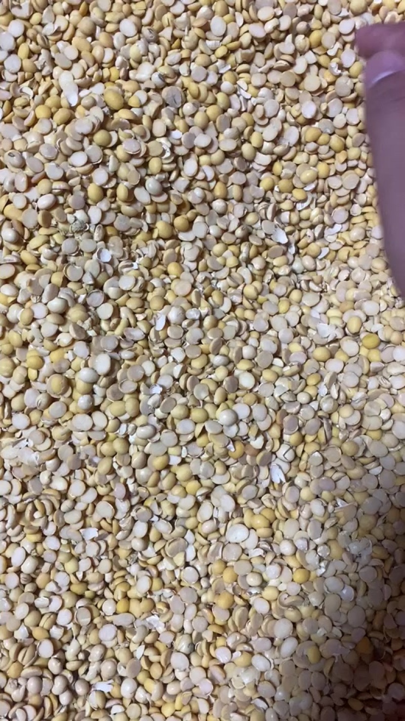 碎黄豆瓣