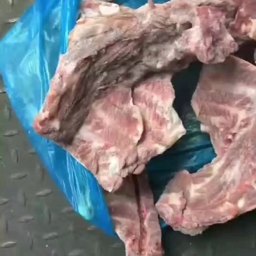 猪胫骨