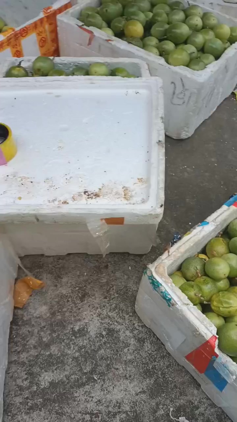 黄金百香果，台农百香果