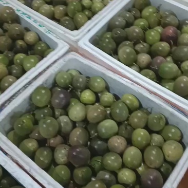 黄金百香果，台农百香果