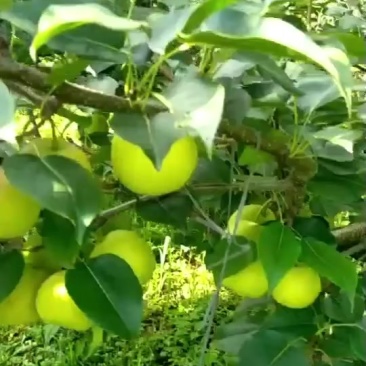 泸西县高原梨--早白蜜梨上市中