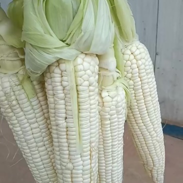 水果玉米，甜玉米棒