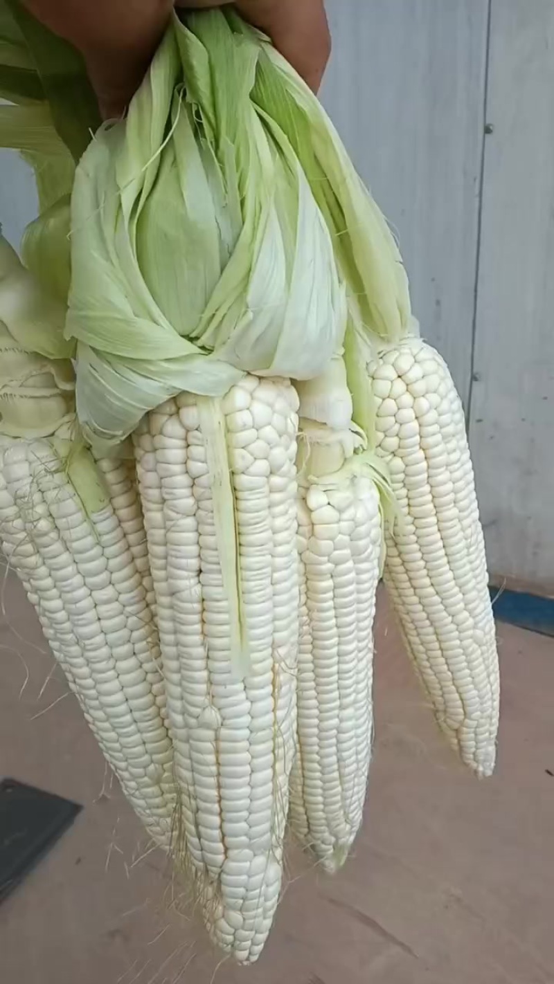 水果玉米，甜玉米棒