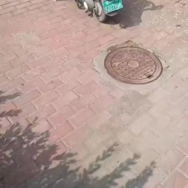 中桃5号