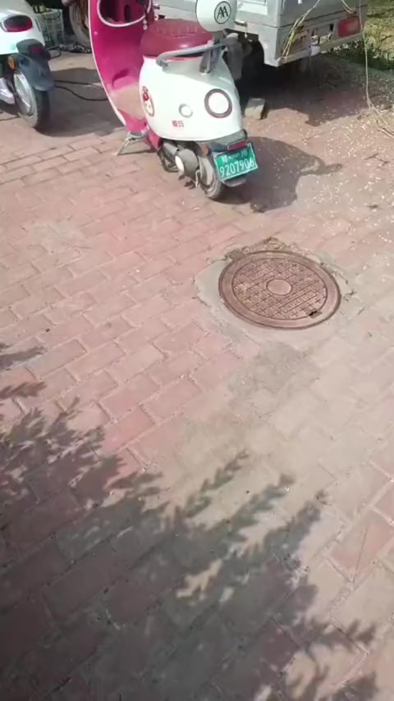 中桃5号