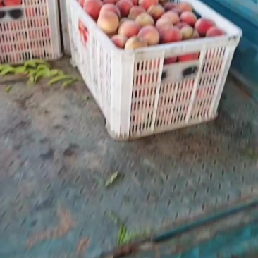 加工厂水蜜桃货源充足