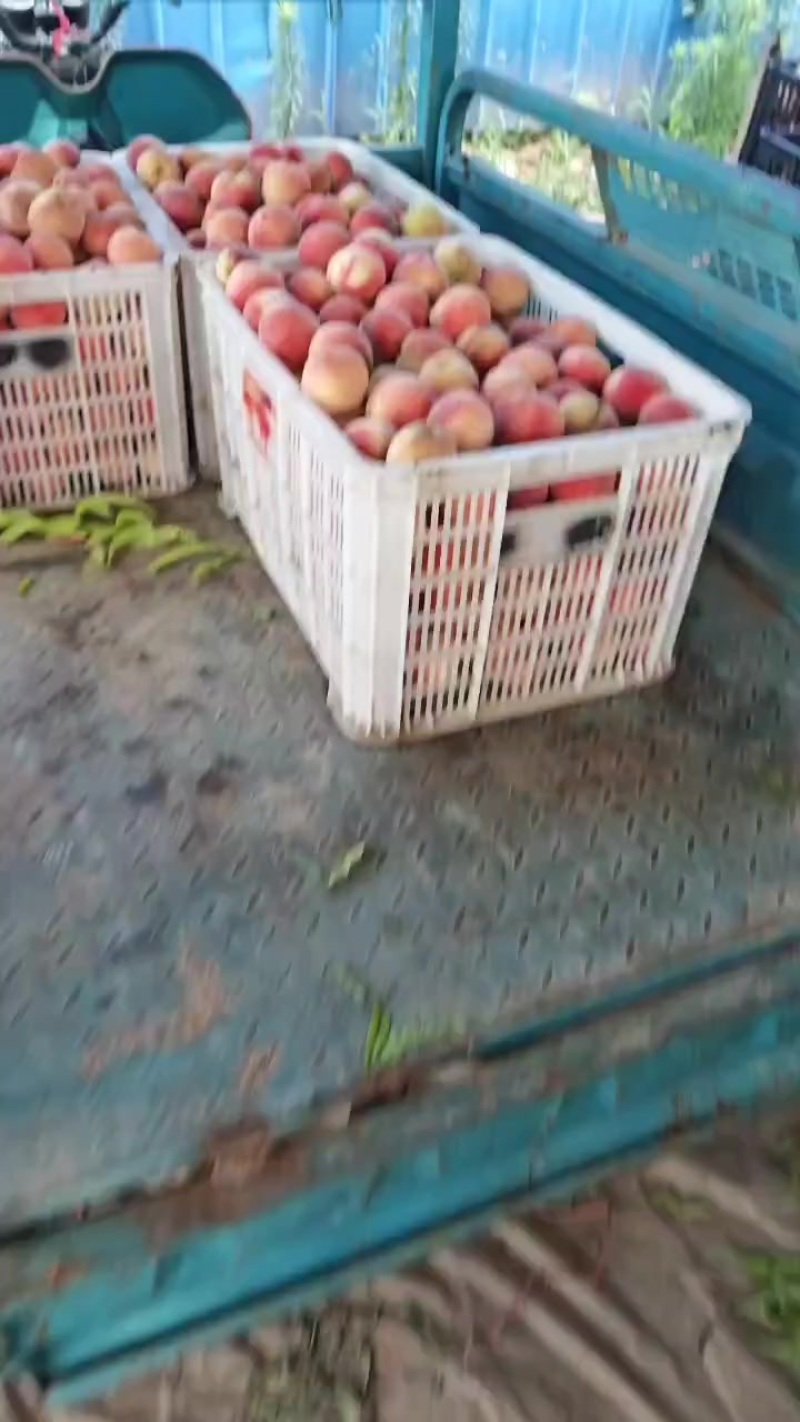 加工厂水蜜桃货源充足