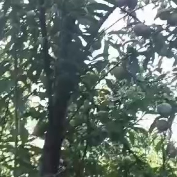 半边红李子