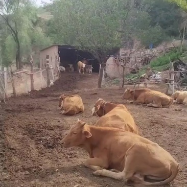 山西吕梁兴县黄牛