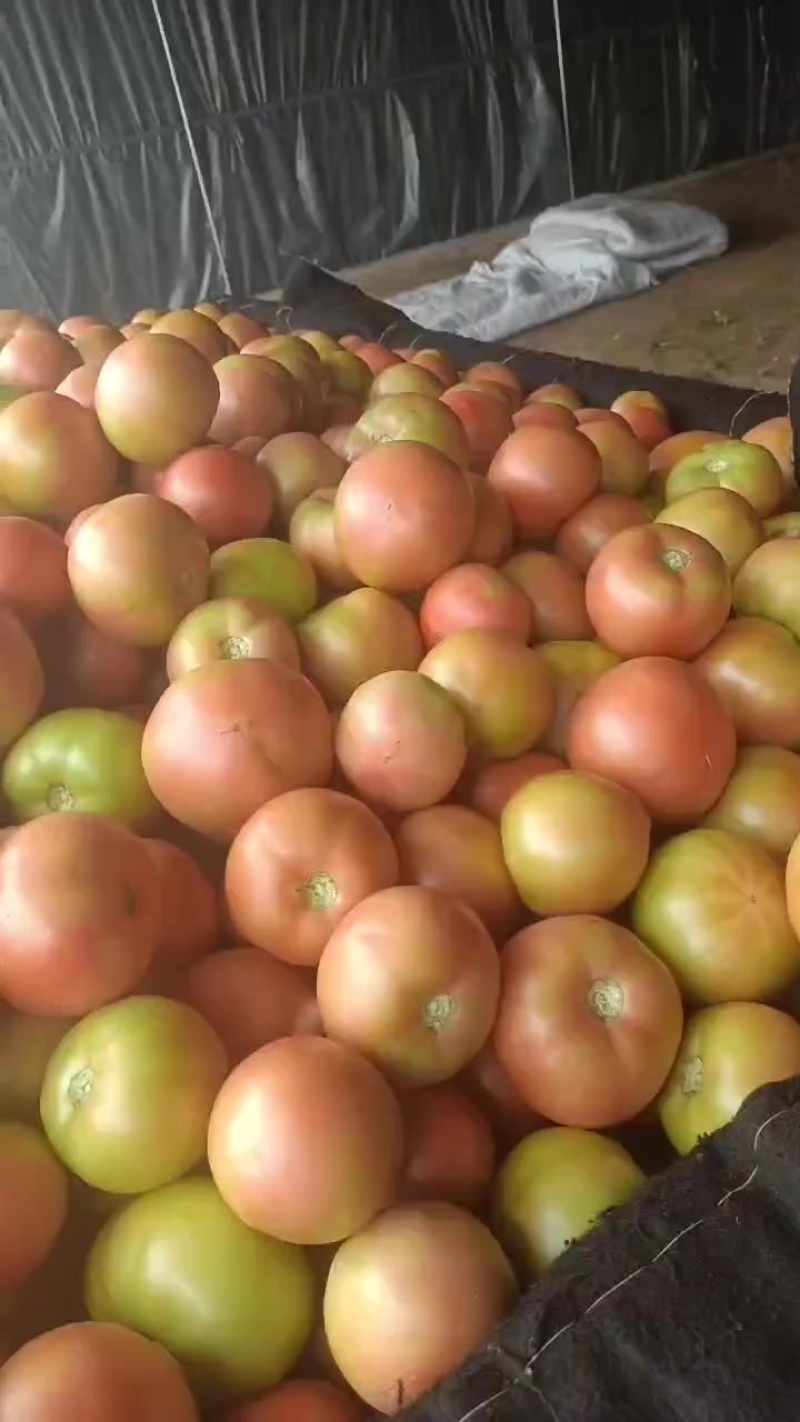 精品柿子